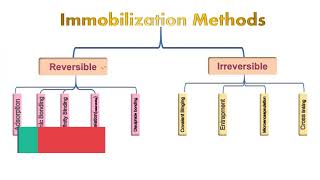 Enzyme Immobilization [upl. by Akoek269]