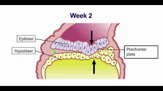 Week 2 Formation of the Bilaminar Embryo Embryology [upl. by Atinot]