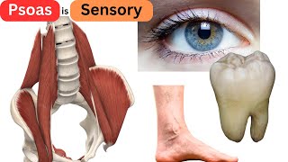 Releasing the Psoas The THREE things your brain MUST sense [upl. by Ecirb]