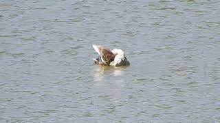 Spot billed duck [upl. by Lydie]