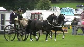 Janice Clough with her Hackney horse pair to a show phaeton [upl. by Zischke]