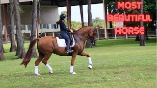 Most beautiful chestnut horse [upl. by Sale20]