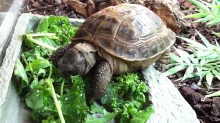 Hobby Reptiles Ltd Testudo horsefieldii Horsefields Tortoise [upl. by Anivla]