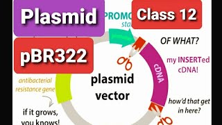 Pasmid VectorPart1Vector cloningChatracteristic of cloning vectorpbr322 plasmid vectorCarrier [upl. by Rehnberg]