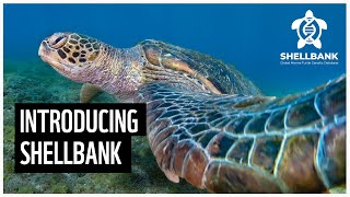 Introducing ShellBank the worlds first traceability toolkit and marine turtle DNA database [upl. by Novert966]