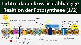 Lichtabhängige Reaktion Lichtreaktion Primärreaktion der Fotosynthese 12 Biologie Oberstufe [upl. by Ybocaj703]