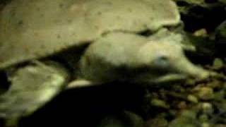 SoftShelled Turtles  Zoo [upl. by Anoerb]