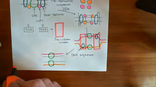 The Cell Cycle  The G2  M Checkpoint Part 4 [upl. by Nner]