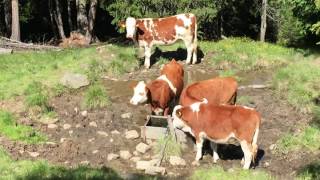 Wanderung zur Uwald Alm auf dem Almenweg 2000  Südtirol Gsiesertal Trentino [upl. by Siroved]