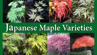 Japanese Maple Varieties [upl. by Herbst189]