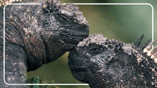 How The Marine Iguanas Survive The Extreme Galapagos Islands  Vanishing Dragons  The Reptile Room [upl. by Pearse]