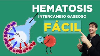 Qué es HEMATOSIS  Intercambio Gaseoso ✅ FÁCIL [upl. by Yoo]