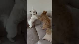 Lupo hat Besuch puppy lupo lovepets maltipoo leo [upl. by Ifok2]