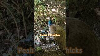 peahen peahens peacocks peafowl zoo zurich explore travel shorts naturemother feather [upl. by Kala]