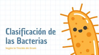 Clasificación de las bacterias  Según la tinción de Gram [upl. by Ahsauqram500]