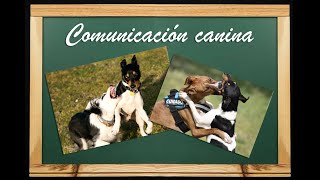 Etología canina comunicación comportamiento y señales de calma [upl. by Toby]