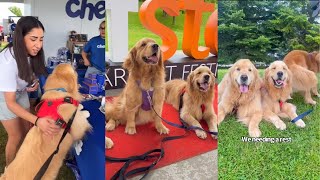 Sterling And Colin The Goldens Go To Woofstock [upl. by Reace]