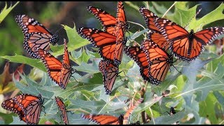 Papillon Hot Butterfly  Chaka Khan [upl. by Peugia624]