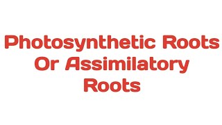 Photosynthetic Roots  Assimilatory Roots plants photosynthesis tinospora trapa taeniophyllum [upl. by Domini829]