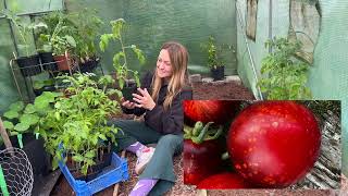 In the Polytunnel  Ducks amp Heirloom Tomatoes [upl. by Willms]