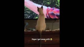 What Makes Siamese Cats Mesmerized by Television 🐱 [upl. by Ycats]