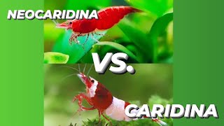 quotNeocaridina vs Caridina Shrimp Whats the Differencequot [upl. by Tarah]