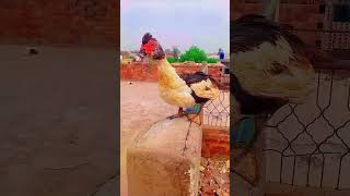 Muscovy Duck Waving Head MuscovyDuck Duck CuteAnimals DuckHeadWave BirdWatching AnimalBehavior [upl. by Feune]