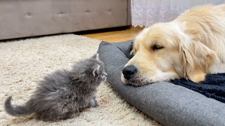 What does a Tiny Kitten do when It Finds a Sleeping Golden Retriever [upl. by Enelra]