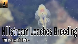 Hillstream Loaches Breeding [upl. by Ayrad]