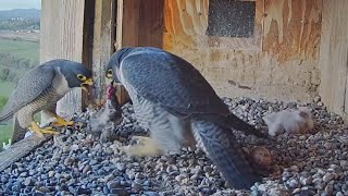 Diamond takes breakfast from Xavier and starts feeding two babies  FalconCam Project  Oct 8 2024 [upl. by Enimzaj]