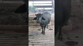 Watch piure Nili buffalo for sale in Punjab Pakistan on YouTube [upl. by Anicart]