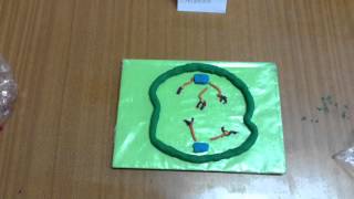 Grade 10 Mitosis Stopmotion [upl. by Koressa]