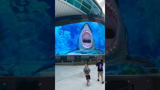 Sea creatures attack at the Port of Nassau Bahamas  PART 1 shark [upl. by Aland]