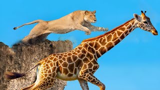 LIONESS ATTACKS GIRAFFE AND SEE WHAT HAPPENED [upl. by Michale509]