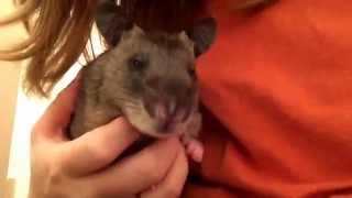 Gambian pouched rat having snuggle [upl. by Ayekat]