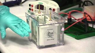 Electrophoresis Assembling amp Running An SDS Page Gel [upl. by Eelamme]