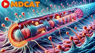 Mechanism of Skeletal Muscle Contraction  The Mdcat World [upl. by Noeruat]