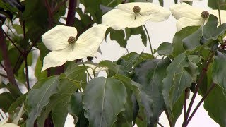 El cornus kousa  Decogarden [upl. by Nel954]