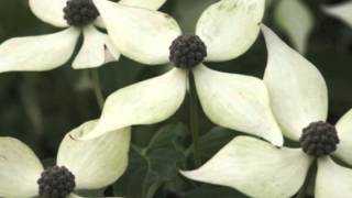 Cornus kousa Kousa Dogwood [upl. by Airamalegna]