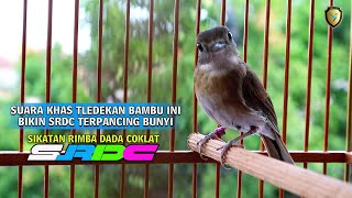 SUARA KHAS TLEDEKAN BAMBU INI BIKIN SRDC NGERIWIK TERPANCING BUNYI [upl. by Nodnahs]