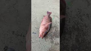 Catching the Big Red Snapper Fish in Sea fishing fishingvideos thoondilulagam seafishing [upl. by Anrim]