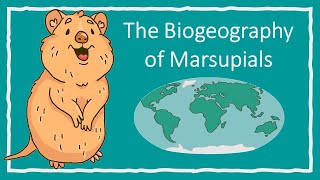 The Biogeography of Marsupials [upl. by Arocal]