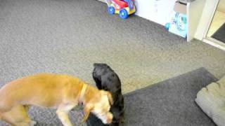 Boykin Spaniel showing Vizsla who is boss [upl. by Checani277]