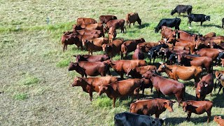 Leave Less Behind If You Want to Avoid Overgrazing [upl. by Norrehc]