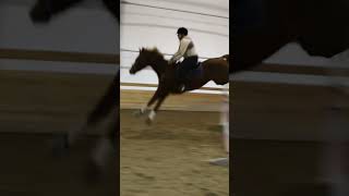 When your horse knocks the lowest jump of the 3bar line horses equestrian shorts [upl. by Akcimehs]