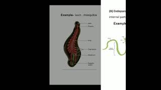 Filter feeding in polychaeta in invertebrates [upl. by Branca55]