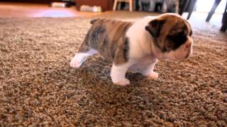 English Bulldog puppies learning to walk for the first time [upl. by Norval]