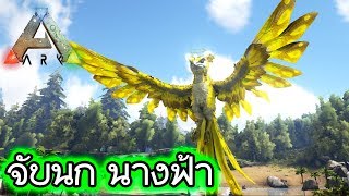 จับนกนางฟ้า Seraph Featherlight  ARK 1 [upl. by Rowen]