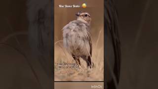 bird funny videos shortsfeed birdlovers birds garden [upl. by Maximilianus]