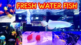 Aquarium decoration ideas  Daily vlog youtube channel  Osama apka dost viralvideos aquarium [upl. by Notsrik]